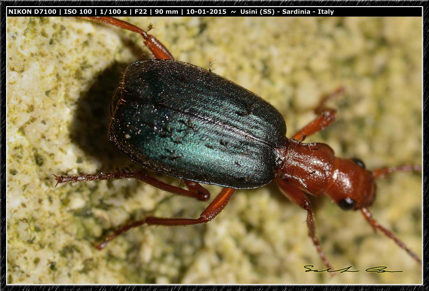 Brachinus crepitans